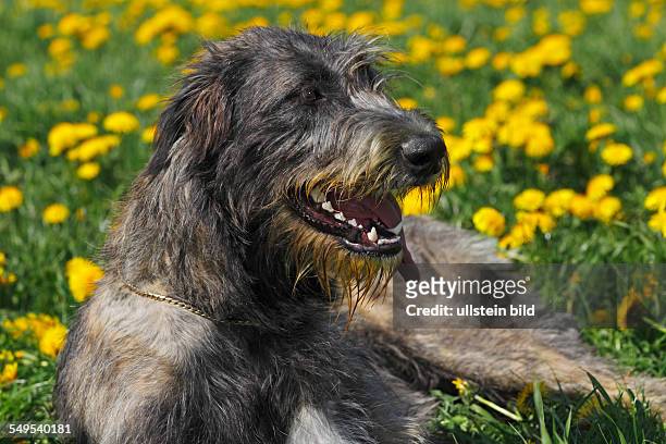 Running Irish Wolfhound dog female dog, domestic dog