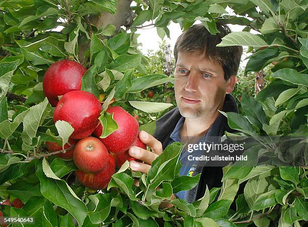 Obsthof am Süßen See Aseleben , Beginn der Apfelernte 2012 mit der Sorte Elstar, Geschäftsführer Philipp Moser