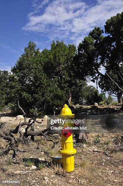 Überall im Grand Canyon Nationalpark stehen solche farbigen Hydranten, damit mögliche Waldbrände schnell mit dem Wasser daraus bekämpft werden...