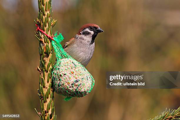 Tree sparrow