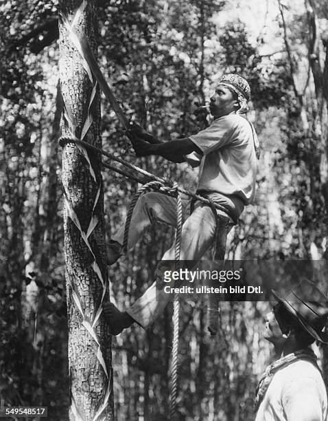 Mexico, Yucatan, chicle-harvest: A 'Chiclero' cutting gashes in a Zapote tree. The sap flows down to thr botto, pf thr tree where a bag catches it....