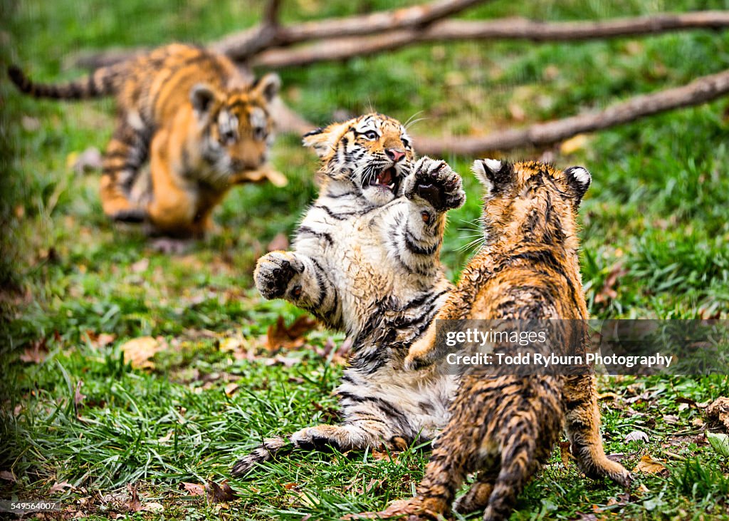 Tiger Cubs Playing