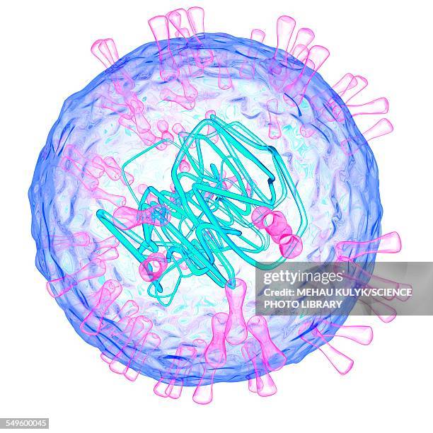 herpes simplex type 2 virus, illustration - genital herpes stock illustrations