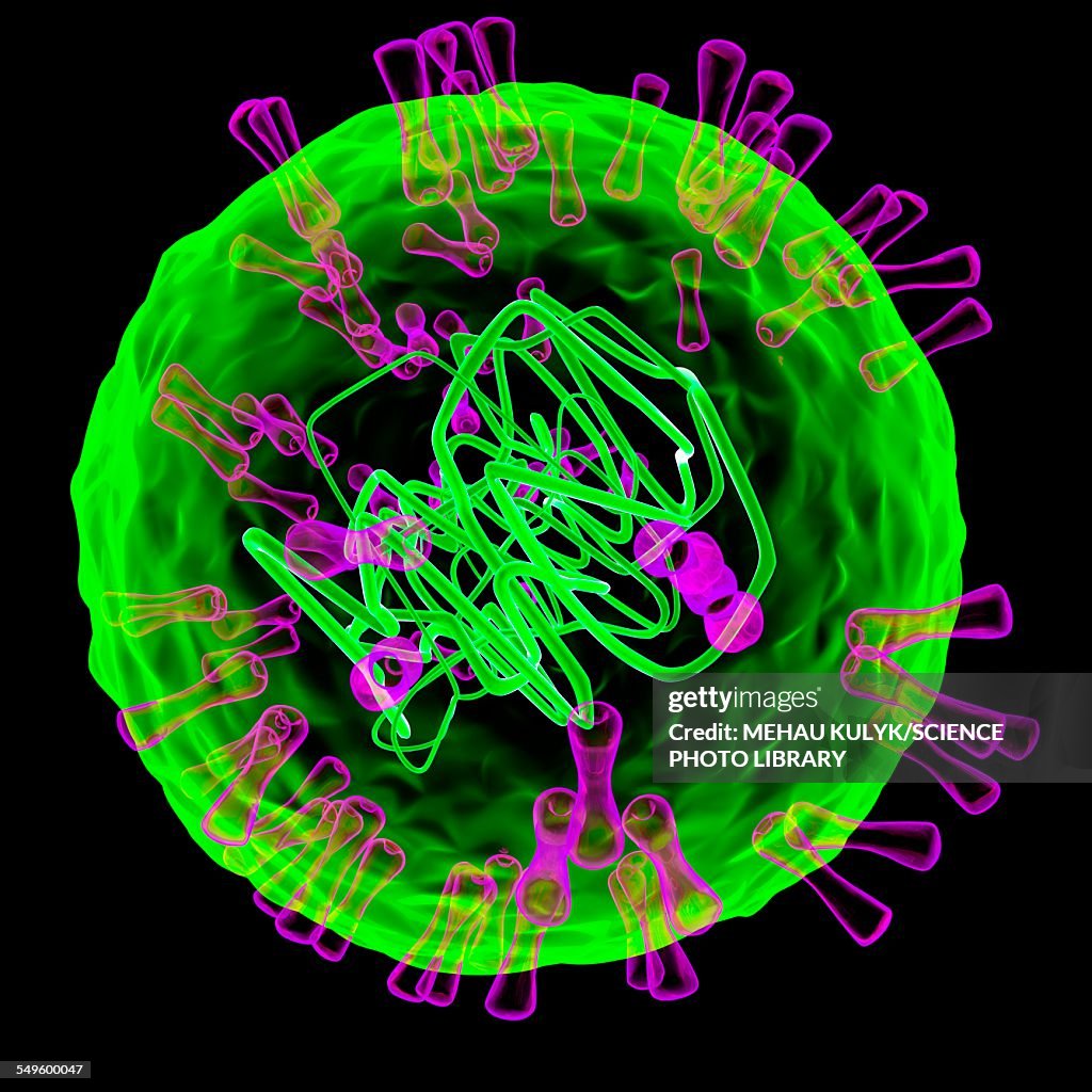 Herpes simplex type 2 virus, illustration