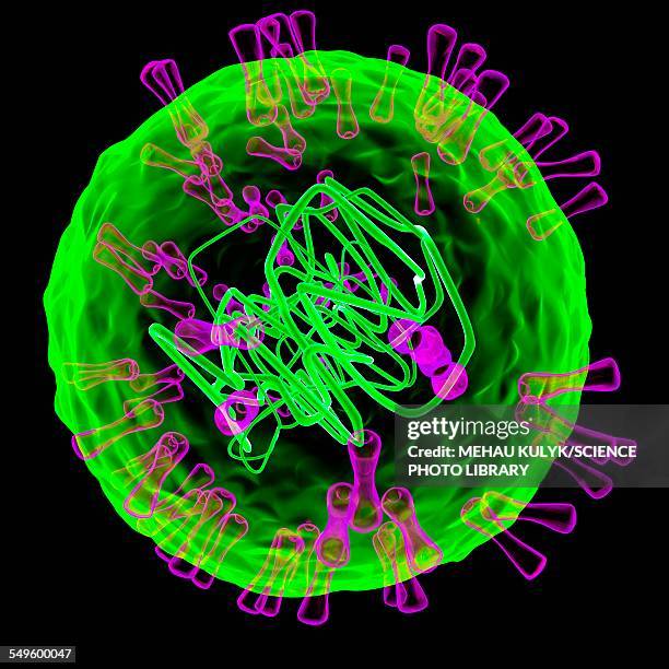 herpes simplex type 2 virus, illustration - genital herpes stock illustrations