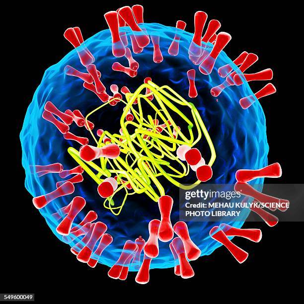 herpes simplex type 2 virus, illustration - genital herpes stock illustrations