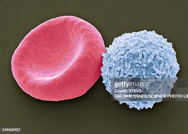 blood cells, sem - scanning electron micrograph stock illustrations