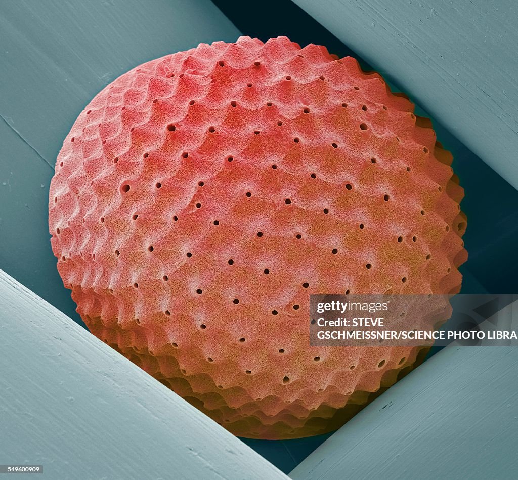 Radiolarian, SEM