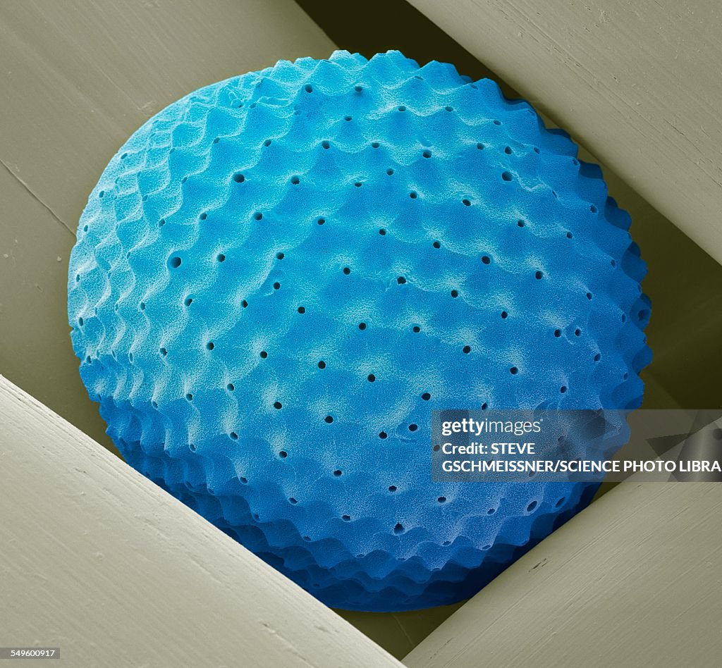 Radiolarian, SEM