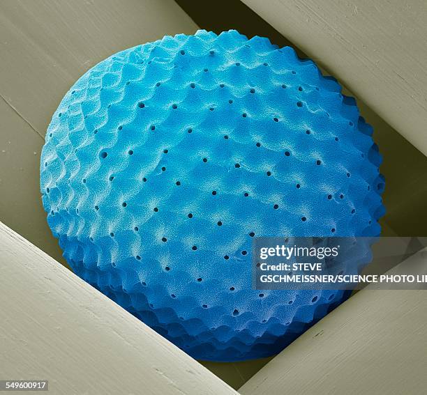 radiolarian, sem - radiolaria stock illustrations