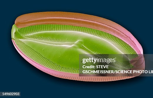 Diatom, SEM Diatom, SEM