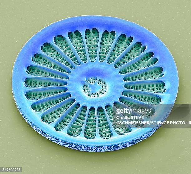 diatom, sem - diatom stock illustrations