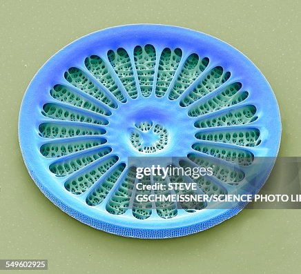 Diatom, SEM Diatom, SEM