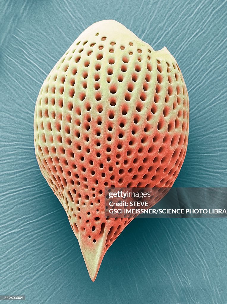 Radiolarian, SEM