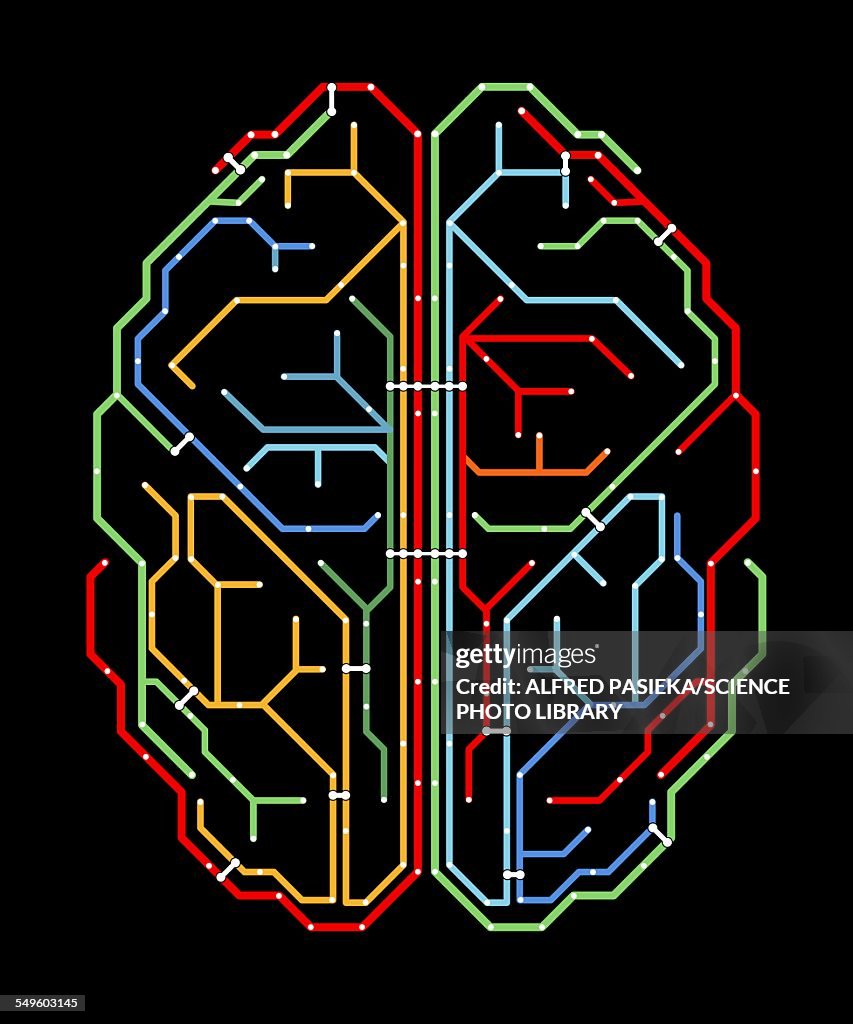 Brain Network Pattern Brain Network Diagram High-Res Vector Graphic - Getty Images