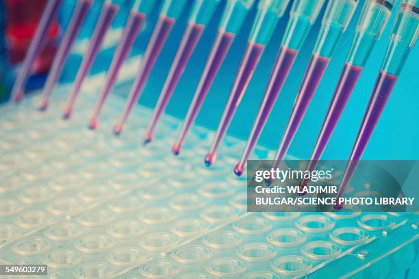 multi channel pipette - 96 well plate stock pictures, royalty-free photos & images