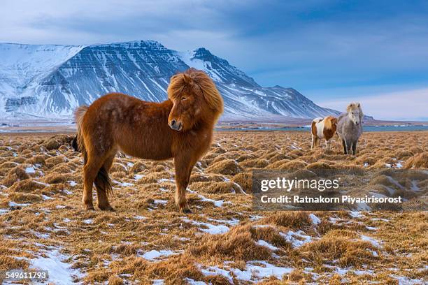 icelandic horse - ijslander stockfoto's en -beelden