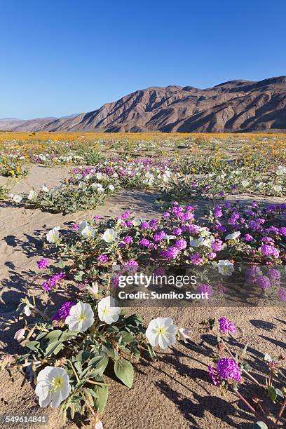 Spring In Desert Spring In The Sonoran Desert Photos and Premium High Res Pictures ...