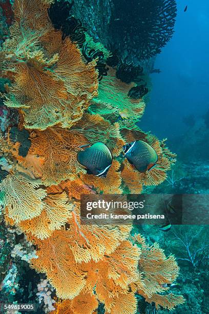 sea fans and butterfly fish - red gorgonian sea fan stock pictures, royalty-free photos & images