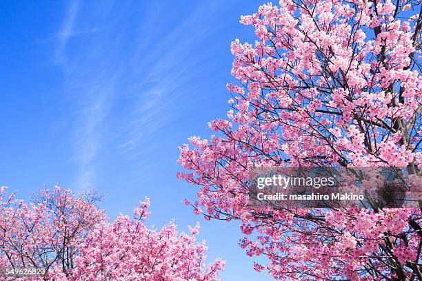 pink cherry blossoms - blossom tree stock pictures, royalty-free photos & images