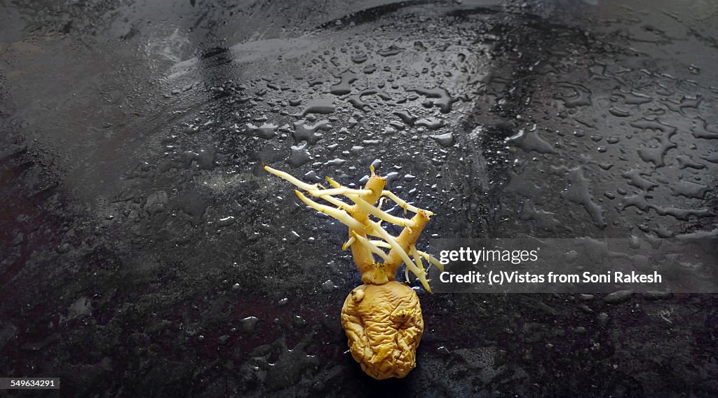 A potato with emerging roots in wet & dark backgro