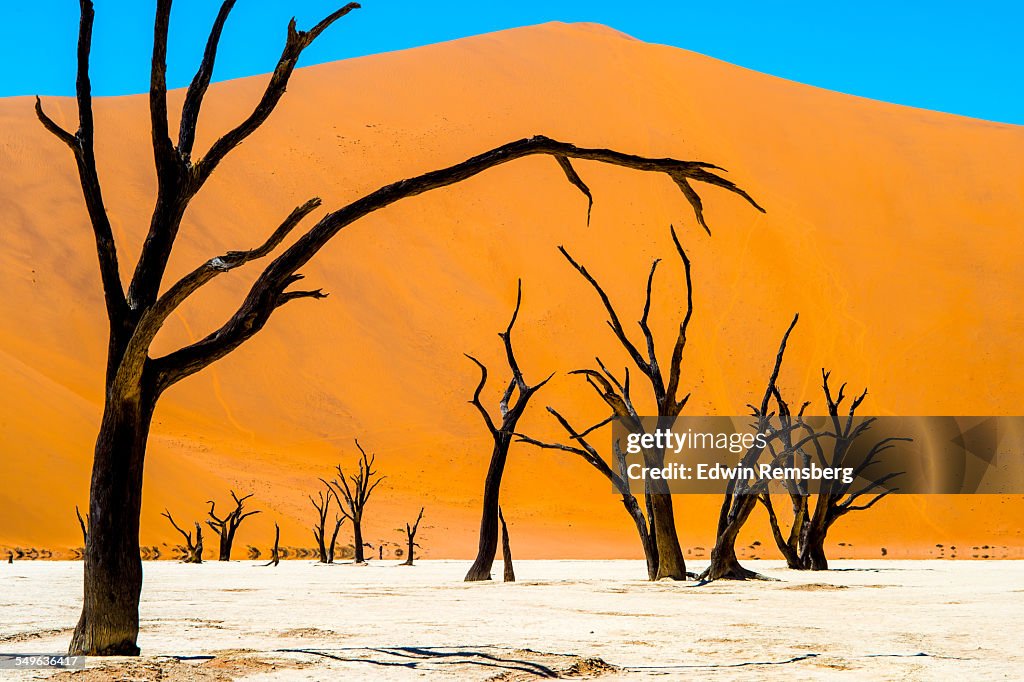 Dead Camel Thorn Trees in Namibia