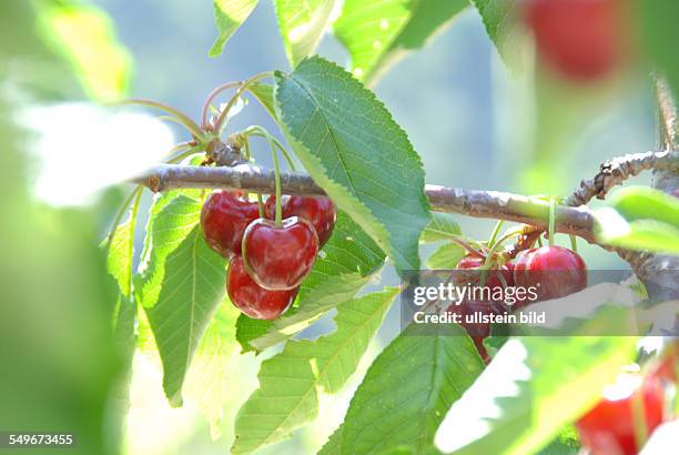 Rote, reife Herz-Kirschen am Baum, Prunus, Ligurien, Italien,