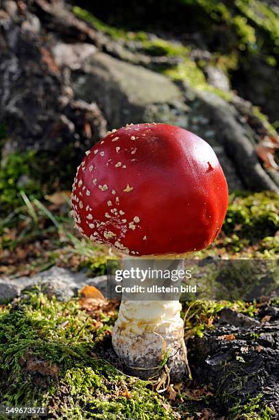 Roter Fliegenpilz auf einer Lichtung