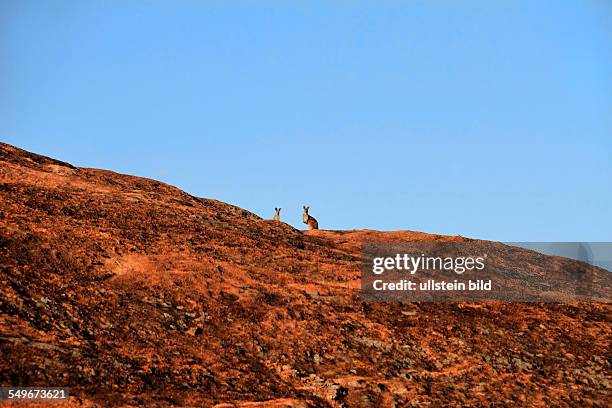 Kangaroos on top of Baladjie Rock , Baladjie Nature Reserve, Western Australia