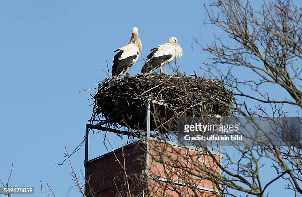 Weißstorch , zwei Störche im Nest in Linum, Ruppiner Storchendorf