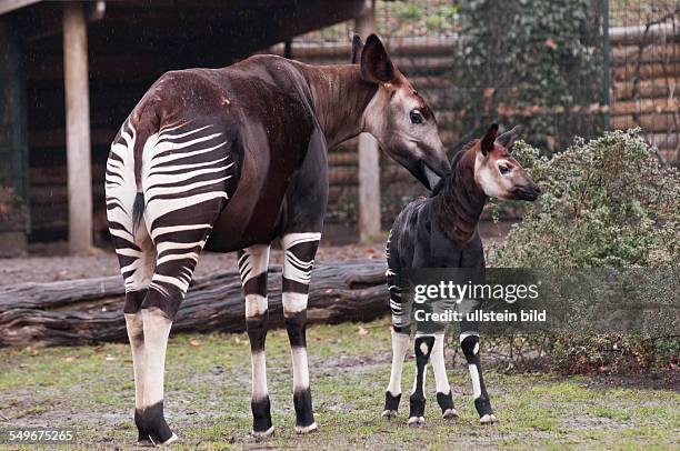Zoo Berlin, Am wurde das vierte Berliner Okapi geboren. Mutter "Batouri",