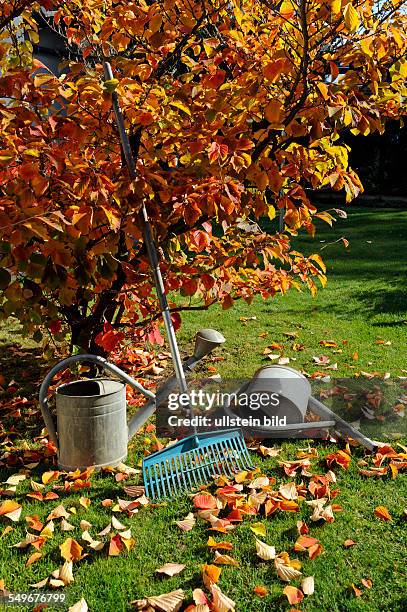 Zaubernuss im herbstlichen Garten; daneben Giesskannen