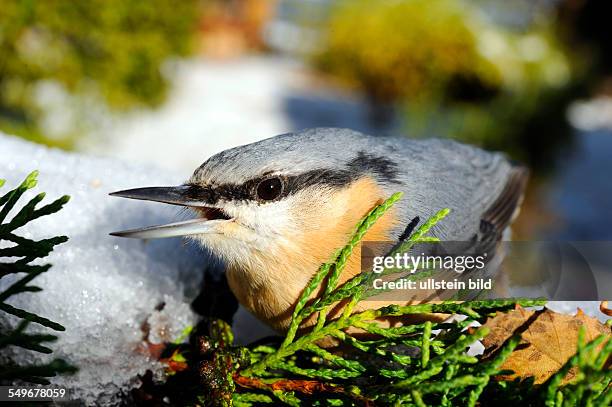 Kleiber auf Nahrungssuche im winterlichen Garten