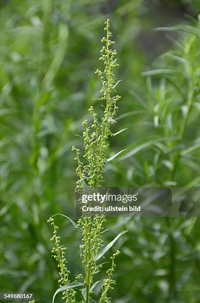 Estragon, Bertram, Artemisia dracunculus, Bluetenstand, Kuechengewuerz, Heilpflanze, gruene, lanzettfoermige Blätter, Ligurien, Italien