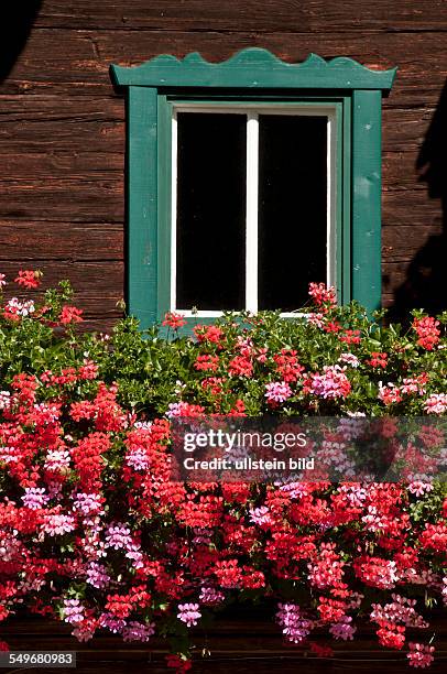 Blumen vor einem Fenster eines alten Bauernhauses aus Holz in Mayrhofen im Zillertal in Österreich.