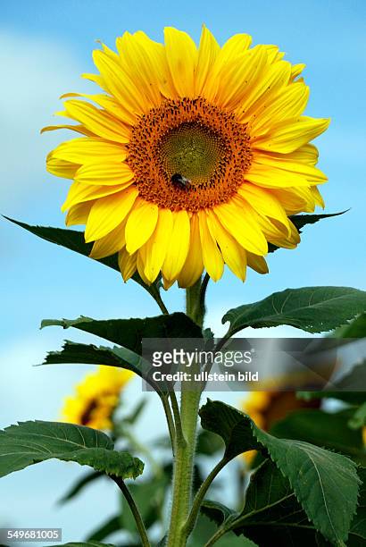 Sunflower in front of a blue sky on a summer's day in Bavaria - Helianthus annuus.