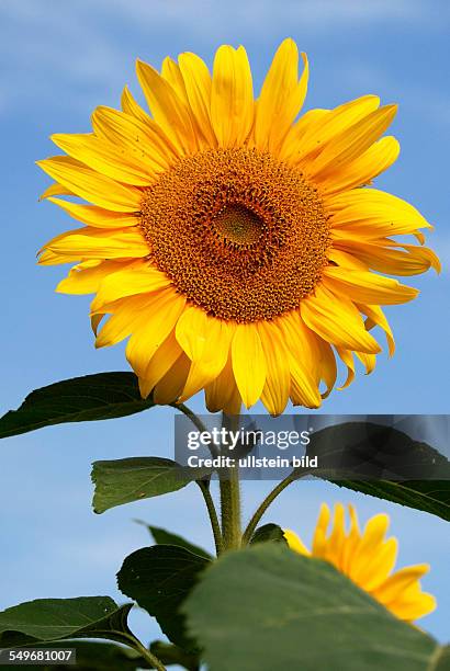 Sunflower in front of a blue sky on a summer's day in Bavaria - Helianthus annuus.