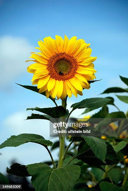 Sunflower in front of a blue sky on a summer's day in Bavaria - Helianthus annuus.