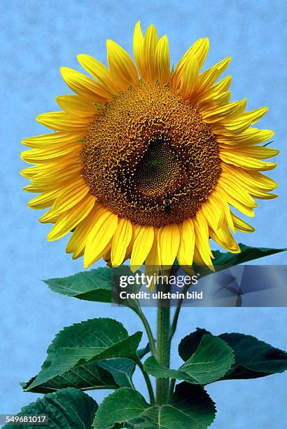 Sunflower in front of a blue sky on a summer's day in Bavaria - Helianthus annuus.