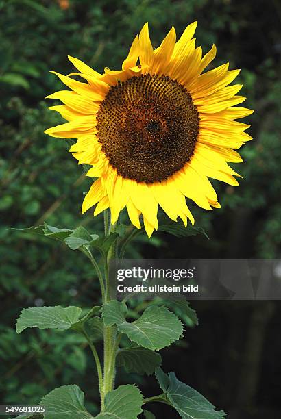 Sunflower on a summer's day in Bavaria - Helianthus annuus.