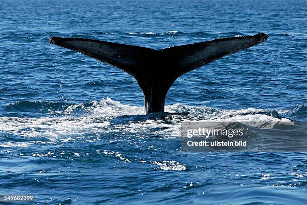 Tail of a Humpback whale , Húsavik Iceland