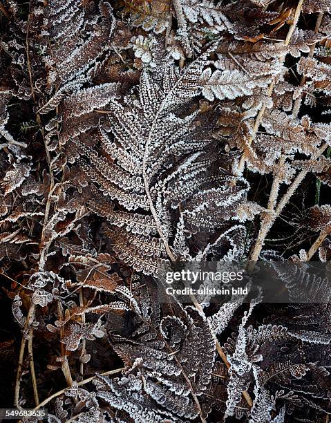 Withered fern leaves with hoarfrost