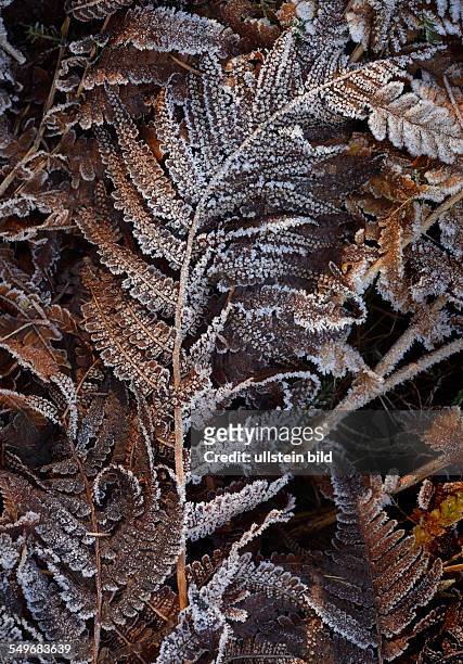 Withered fern leaves with hoarfrost