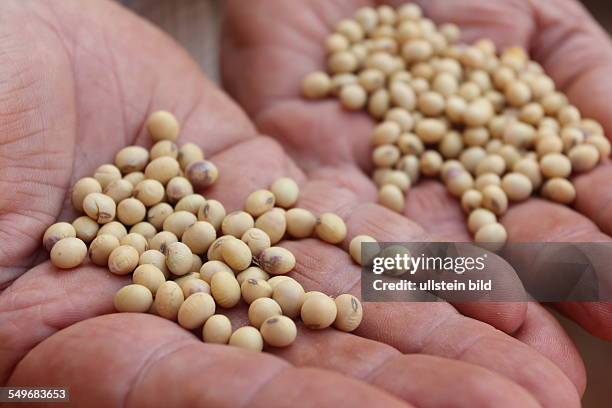 Cultivation of soybeans