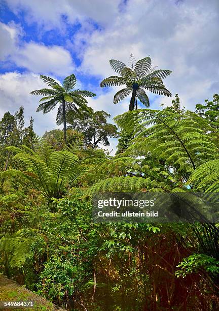 Neuseeland, Baumfarn im subtropischen Regenwald im Waipoua Forest auf der Nordinsel