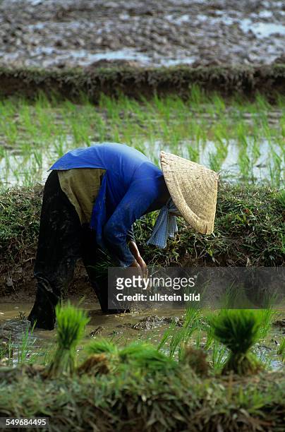 Bäuerin im Reisfeld, neue Setzlinge stecken, Landwirtschaft, Handarbeit, Vietnam,