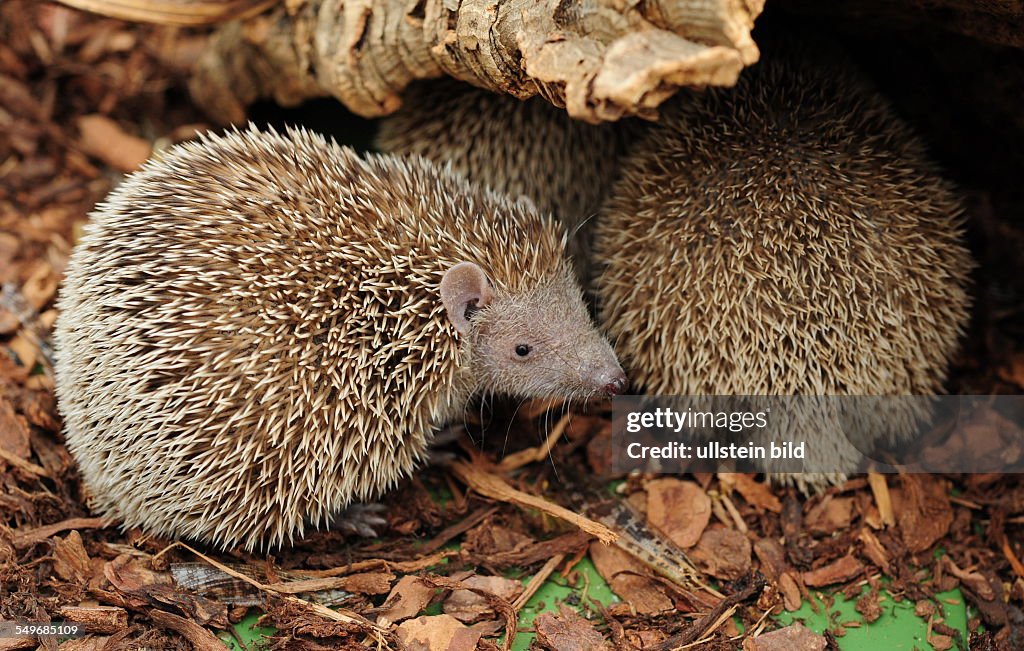 Lesser hedgehog tenrec (Echinops telfairi)