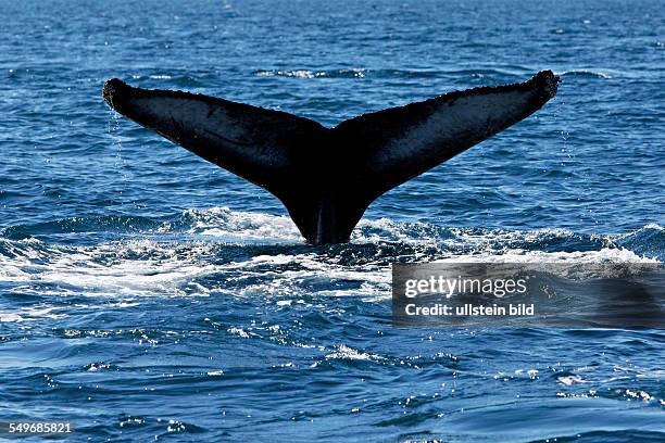 Tail of a Humpback whale , Húsavik Iceland
