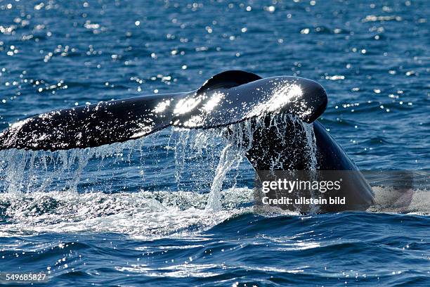 Tail of a Humpback whale , Húsavik Iceland