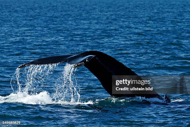 Tail of a Humpback whale , Húsavik Iceland